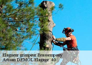 Elagueur grimpeur  brassempouy-40330 Artisan DEMOL Elagage  40