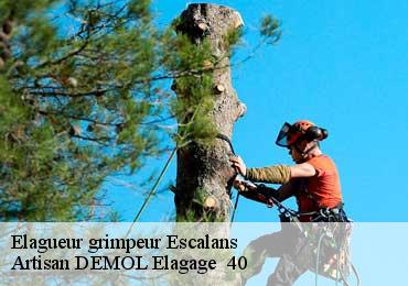Elagueur grimpeur escalans-40310 Artisan DEMOL Elagage 40