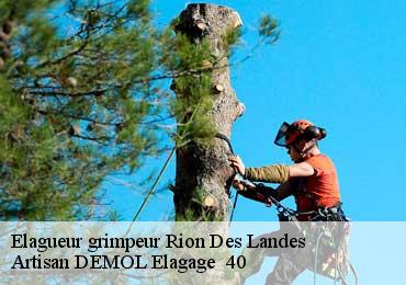 Elagueur grimpeur  rion-des-landes-40370 Artisan DEMOL Elagage  40
