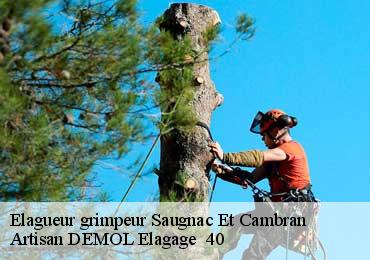 Elagueur grimpeur  saugnac-et-cambran-40180 Artisan DEMOL Elagage  40