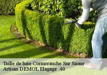 Taille de haie cormoranche-sur-saone-01290 Artisan DEMOL Elagage 40