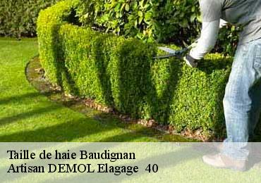 Taille de haie  baudignan-40310 Artisan DEMOL Elagage  40