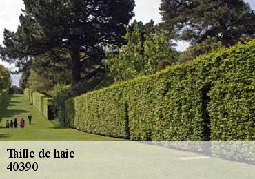 Taille de haie 40390