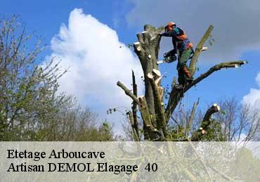 Etetage  arboucave-40320 Artisan DEMOL Elagage  40